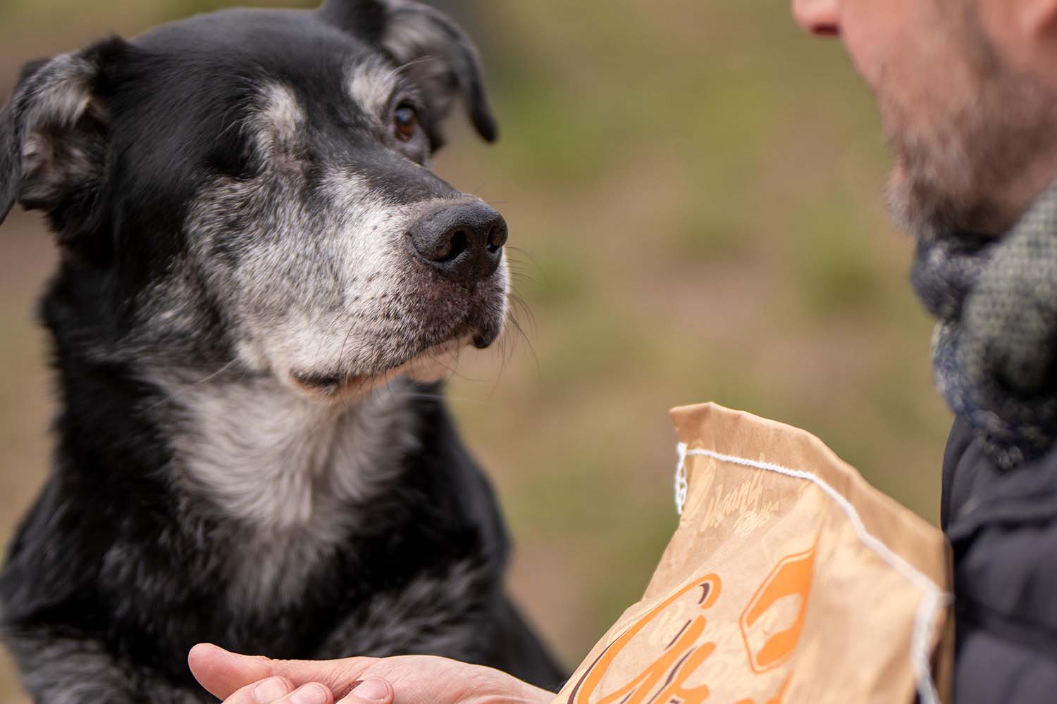 Vegan4Dogs Greta 2 kg Vegan Small Kibble for Dogs